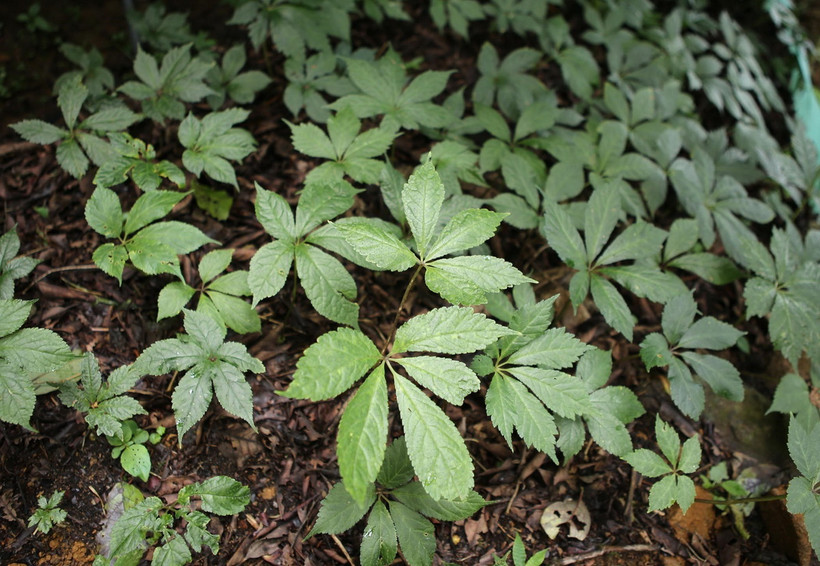 (Ảnh minh họa: Quý Trung/TTXVN)