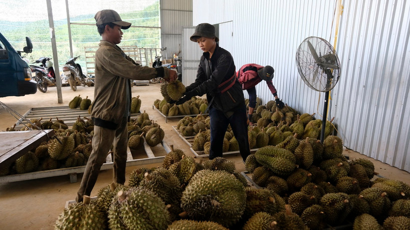 Thu mua sầu riêng tại huyện Khánh Sơn. (Ảnh Đặng Tuấn/TTXVN)