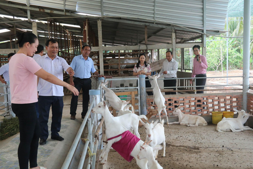 Mô hình trang trại nuôi dê sữa của Hợp tác xã Đông Nghi. (Ảnh: Minh Trí - TTXVN)