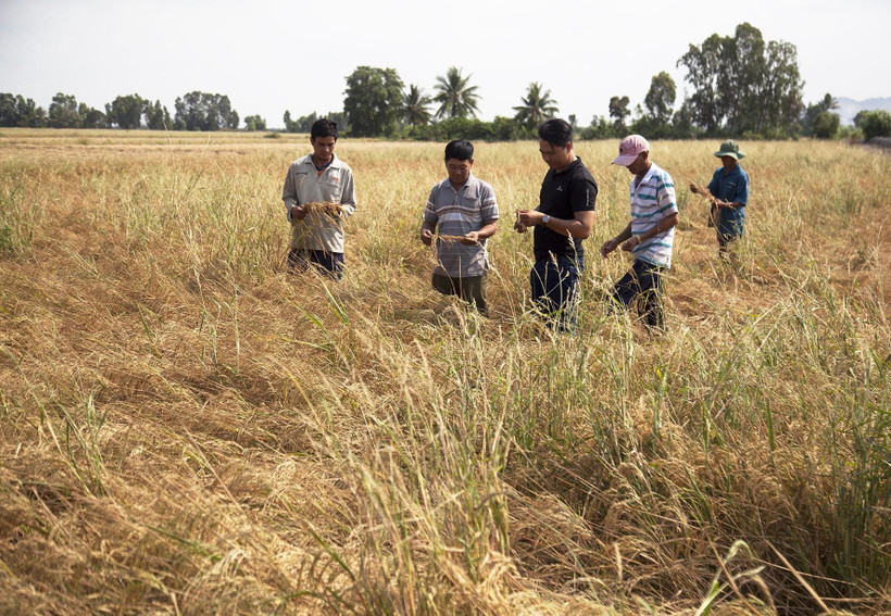 Cánh đồng lúa của nông dân xã Lình Huỳnh, huyện Hòn Đất bị ảnh hưởng nặng nề do hạn mặn. (Ảnh: Hồng Đạt/TTXVN)