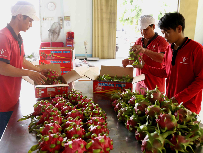 Sơ chế, đóng gói trái thanh long. (Ảnh: Vũ Sinh/TTXVN)