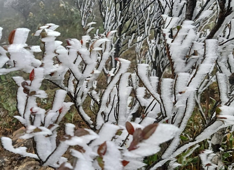 Băng giá xuất hiện trên đỉnh Fansipan (thị xã Sa Pa, tỉnh Lào Cai). (Ảnh: TTXVN phát)