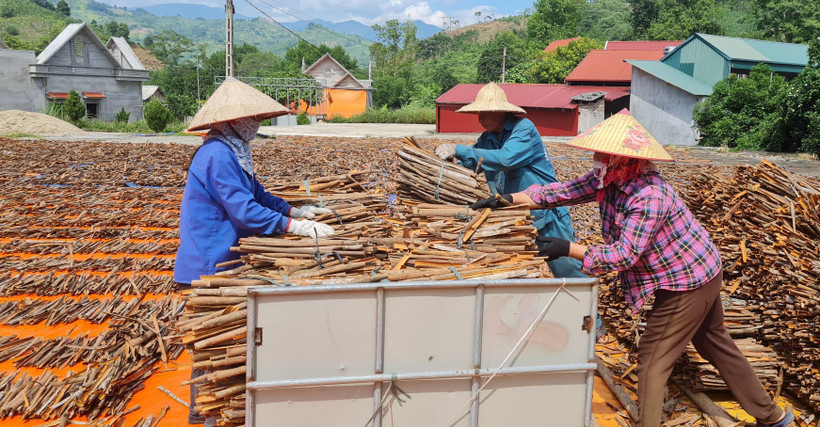 Hợp tác xã quế Hữu cơ Chiến Thắng thu mua bao tiêu sản phẩm quế Nậm Đét, xuất khẩu sang thị trường Ấn Độ, một số nước Trung Đông và các thị trường khó tính như EU, Nhật Bản. (Ảnh: TTXVN)