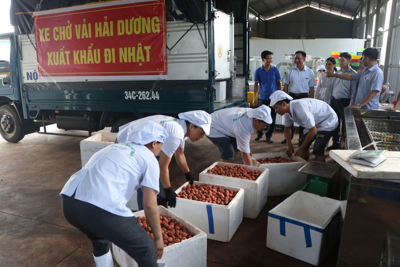 Sơ chế vải thiều Hải Dương xuất đi Nhật tại nhà máy của Công ty cổ phần Ameii Việt Nam. (Ảnh: Mạnh Minh/TTXVN)