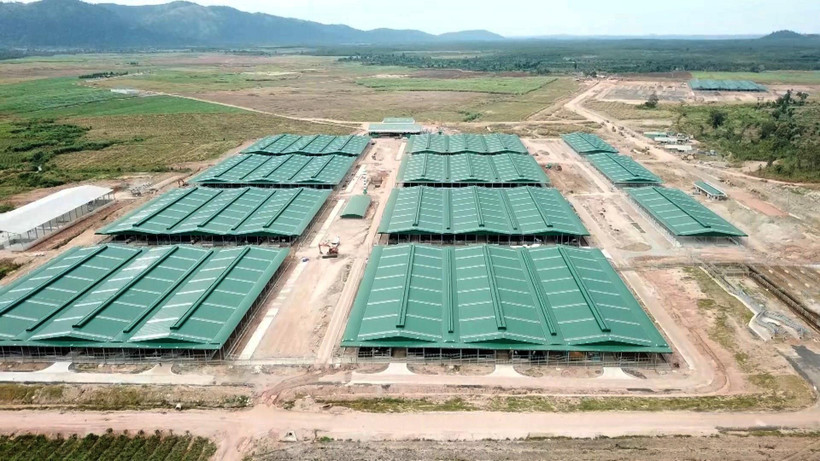 Trang trại chăn nuôi bò không phép của Công ty TNHH Một thành viên Chăn nuôi bò Trung Nguyên trên diện tích thuộc quy hoạch 3 loại rừng thuộc xã Ia Puch. (Ảnh: Quang Thái/TTXVN)