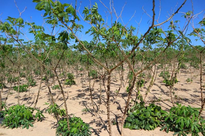 Ảnh minh họa. (Nguồn ảnh: Hùng Võ/Vietnam+)