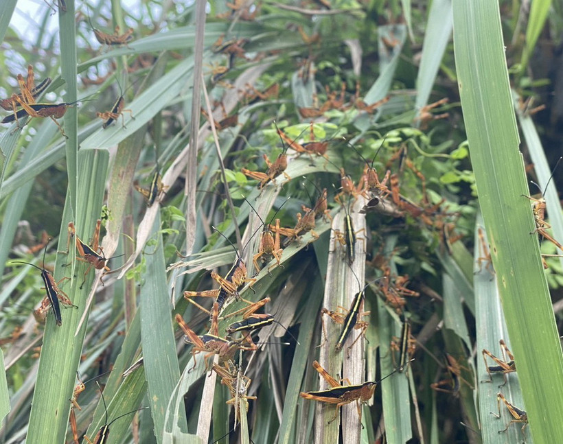 Mật độ châu chấu tại xã Minh Khai, huyện Thạch An, Cao Bằng,có nơi lên đến 2.000-3.000 con/m2. (Ảnh: TTXVN phát)