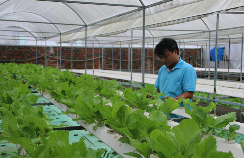 Rau xà lách trồng theo mô hình aquaponics. (Ảnh: Xuân Dự/TTXVN)