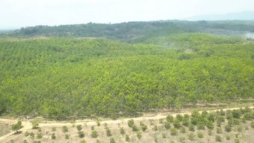 Diện tích rừng thuộc địa bàn quản lý của Ban Quản lý rừng phòng hộ Ia Puch, huyện Chư Prông, tỉnh Gia Lai bị phá trắng để chiếm đất trồng cao su suốt hơn 10 năm qua. (Ảnh: TTXVN phát)