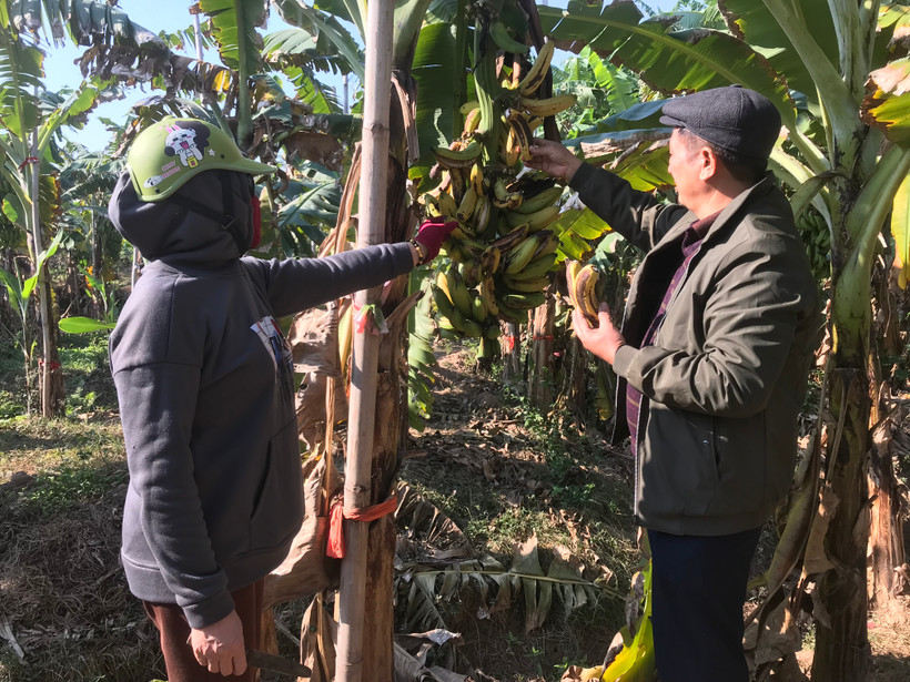 Nông dân trồng chuối ở Hải Dương có nguy cơ mất vụ Tết. (Ảnh: Tiến Vĩnh/TTXVN)