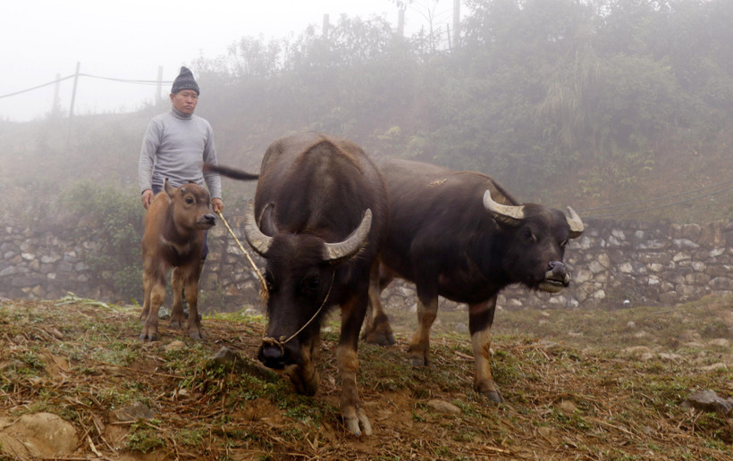 Người dân vùng cao thị xã Sa Pa chủ động di chuyển đàn trâu xuống vùng thấp chống rét. (Ảnh: Quốc Khánh/TTXVN)