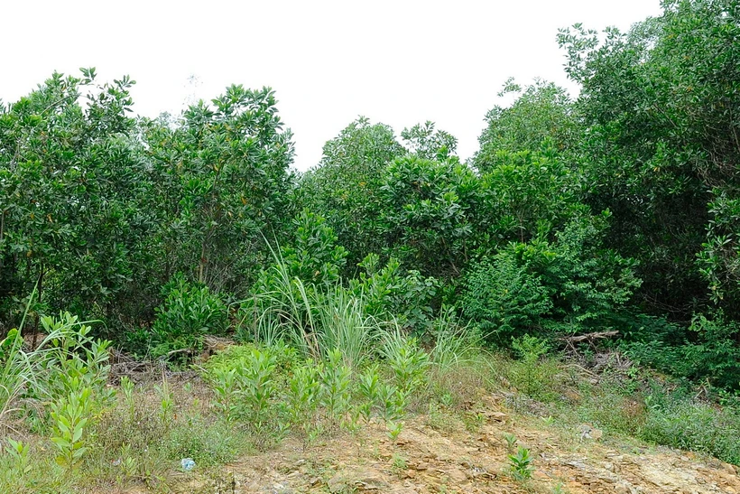 Ảnh minh họa. (Ảnh: Mạnh Khánh/TTXVN)