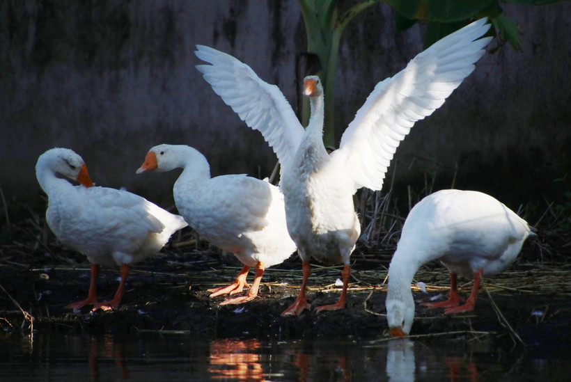 Việt Nam đã phát hiện trường hợp mắc cúm A(H9) đầu tiên. (Ảnh minh họa: Kim Há/TTXVN)
