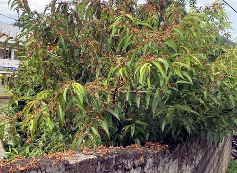 Châu chấu tre lưng vàng xuất hiện gây hại cho cây trồng tại xã Thiện Hòa, huyện Bình Gia, tỉnh Lạng Sơn. (Ảnh: TTXVN phát)
