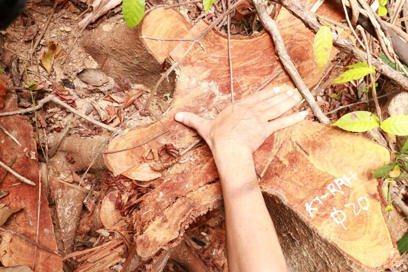 Một gốc cây gỗ rừng lớn bị lâm tặc chặt hạ tại hiện trường vụ phá rừng ở thôn Tà Lêng, xã Đakrông, huyện Đakrông, tỉnh Quảng Trị. (Ảnh: Nguyên Lý/TTXVN)