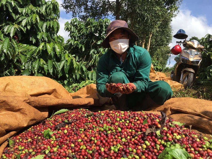 Thu hái quả chín để nâng cao chất lượng càphê, đáp ứng nhu cầu xuất khẩu. (Ảnh: Hồng Điệp/TTXVN)