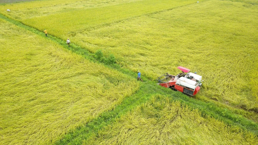 Thu hoạch lúa tại huyện Hoa Lư, Ninh Bình. (Ảnh: Minh Đức/TTXVN)