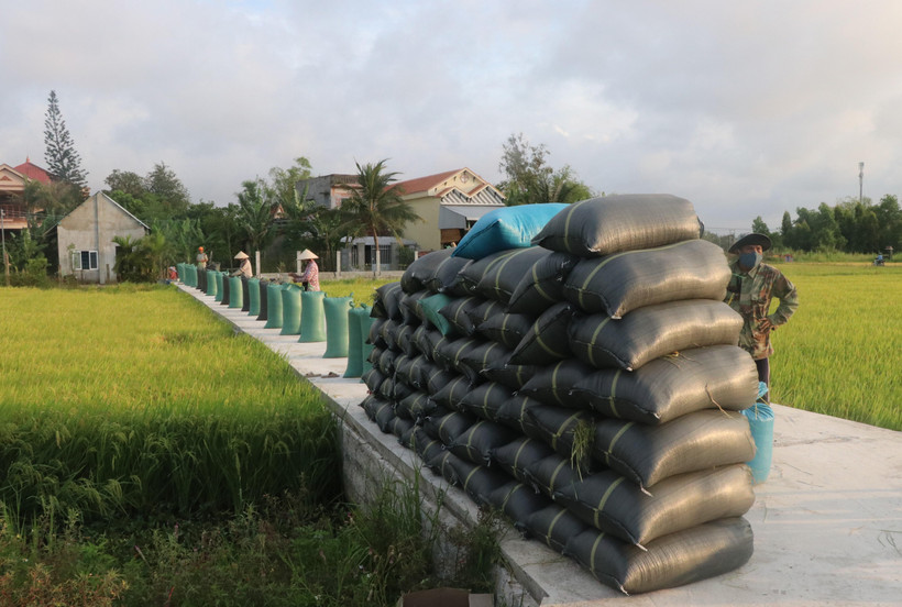 Phú Yên là một trong những địa phương có năng suất lúa cao nhất cả nước. (Ảnh: Phạm Cường-TTXVN)