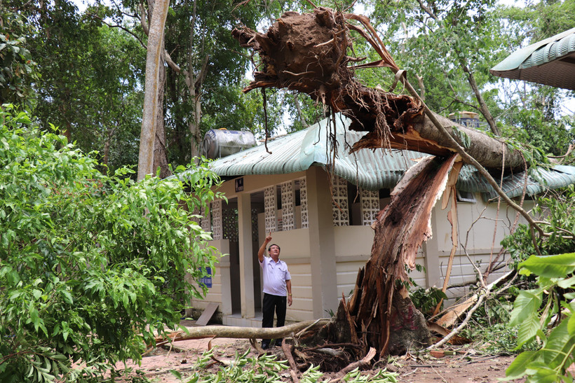 Một cây cổ thụ trong Khu di tích bị ngã đổ. (Ảnh: Lê Đức Hoảnh/TTXVN)