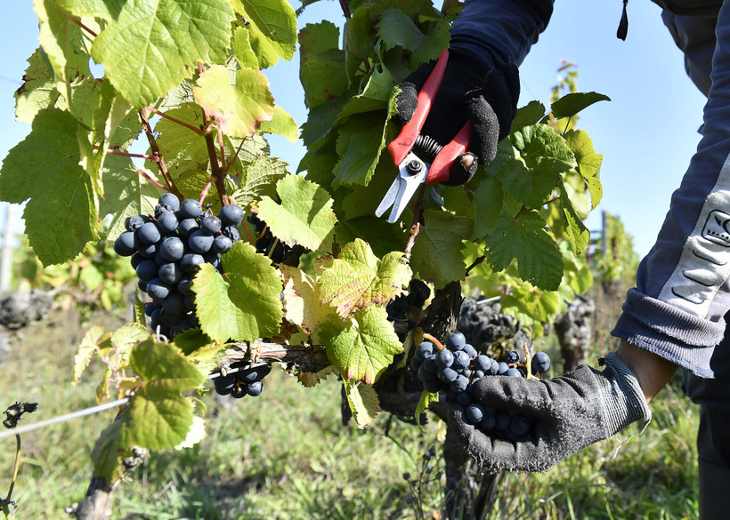 Nông dân thu hoạch nho tại một vườn nho gần Bordeaux, tây nam Pháp ngày 20/9. (Ảnh: AFP/TTXVN)
