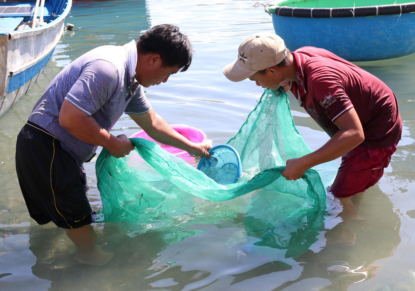 Ngư dân huyện Ninh Hải, Ninh Thuận khai thác cá dìa giống. (Ảnh: Nguyễn Thành/TTXVN)