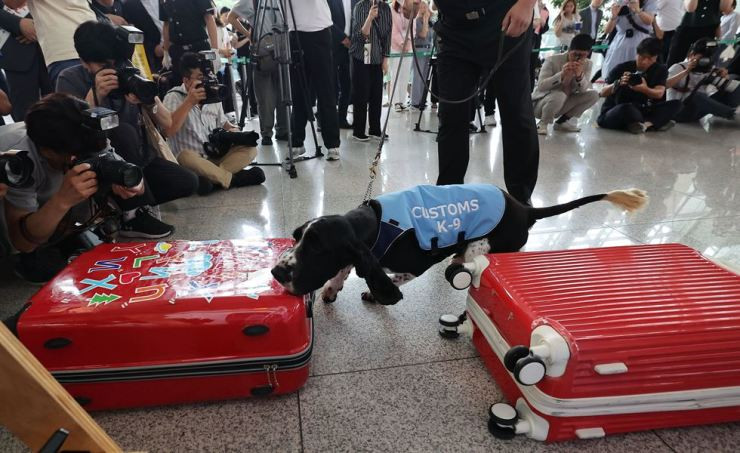 Chó nghiệp vụ đang kiểm tra một chiếc vali tại Sân bay Quốc tế Incheon, Incheon, ngày 25/7/2023. (Ảnh: Yonhap)