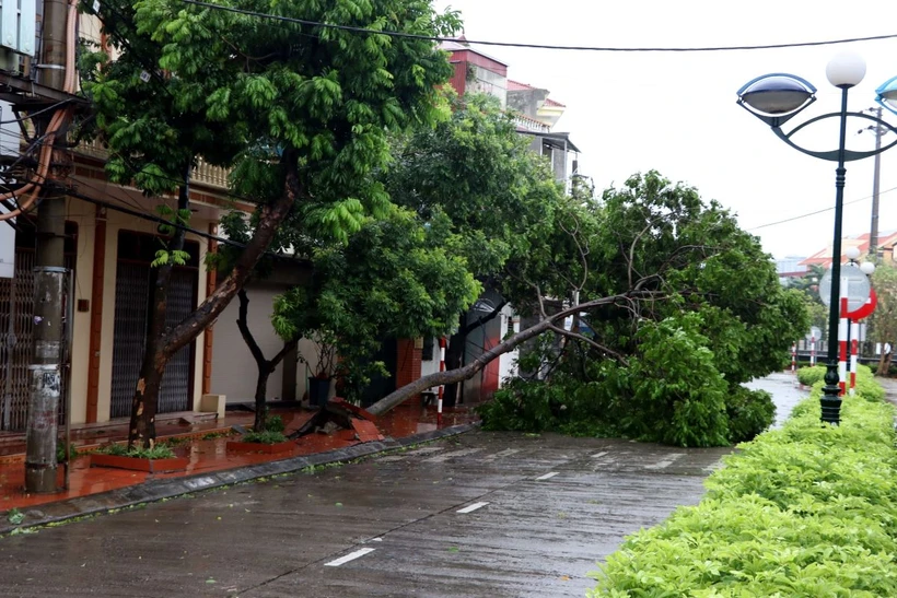 Gió mạnh khiến cây xanh trên phố Bùi Thị Xuân, thành phố Hải Dương bật gốc, đổ chắn ngang đường. (Ảnh: Mạnh Tú/TTXVN)