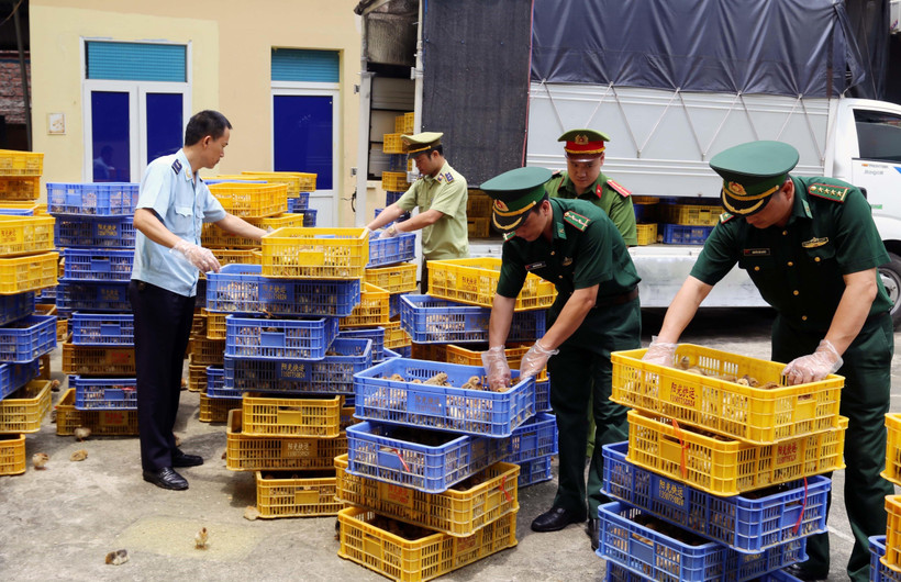 (Ảnh: Hữu Việt-TTXVN)