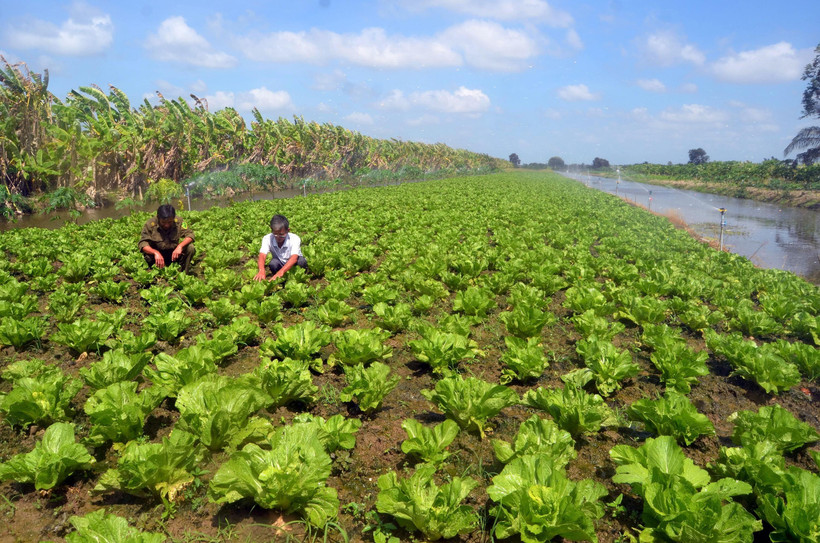Nông dân huyện U Minh Thượng trồng rau theo hướng an toàn vệ sinh thực phẩm. (Ảnh minh họa: Lê Sen/TTXVN)