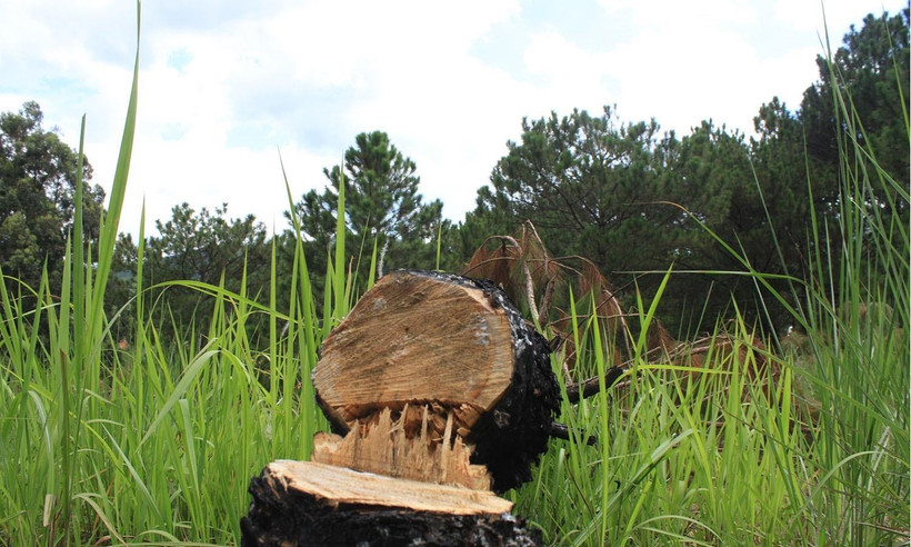 Nhiều cây thông ba lá đã bị cưa hạ tại tiểu khu 157, thuộc đối tượng rừng nội ô Đà Lạt. (Ảnh: Đặng Tuấn/TTXVN)