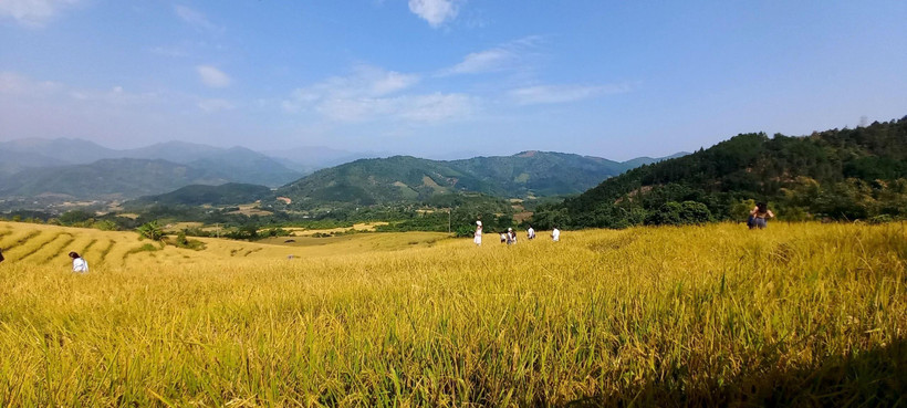 "Mùa vàng Bình Liêu" thu hút du khách. (Ảnh: TTXVN phát)