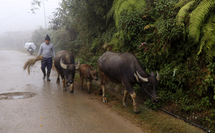 Người dân vùng cao thị xã Sa Pa, Lào Cai chủ động di chuyển đàn trâu xuống vùng thấp chống rét. (Ảnh: Quốc Khánh/TTXVN)