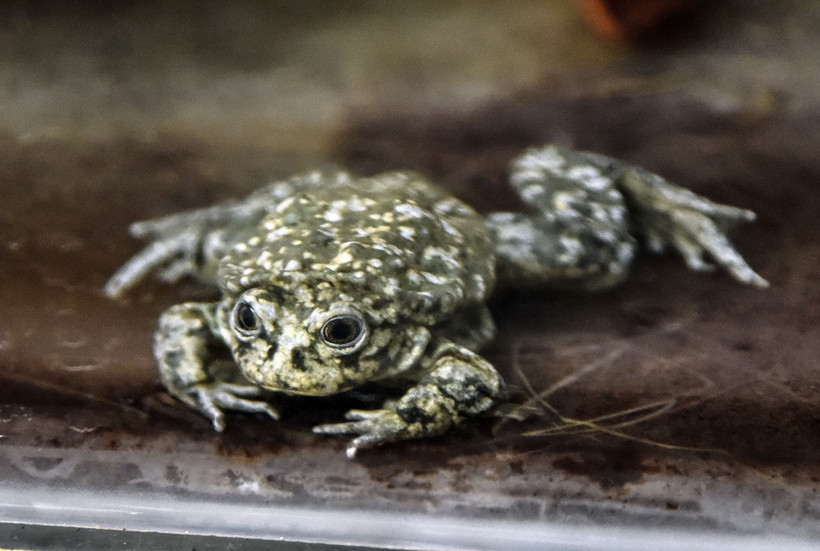 Ếch Titicaca tại hồ Titicaca ở Cochabamba, Bolivia. (Ảnh: AFP/ TTXVN)