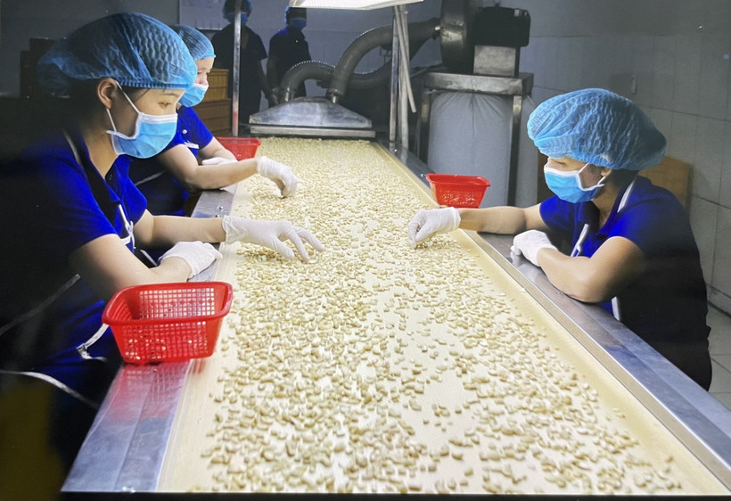 Công nhân lựa hạt điều chất lượng phục vụ cho xuất khẩu. (Ảnh: Hồng Nhung/TTXVN)