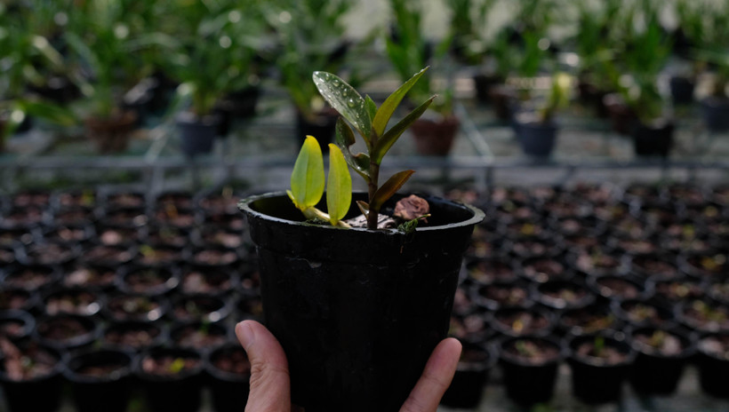 Một cây lan Giả hạc Di Linh quý hiếm được ứng dụng công nghệ tạo đột biến. (Ảnh: Nguyễn Dũng/TTXVN)