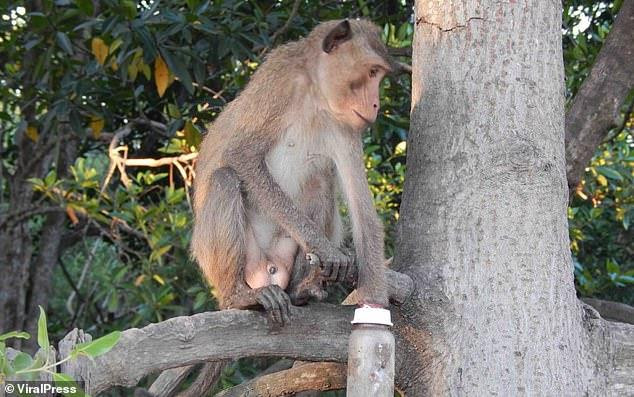 Nghiên cứu về kích thước tinh hoàn tập trung vào hơn 100 loài linh trưởng. (Nguồn: dailymail.co.uk)