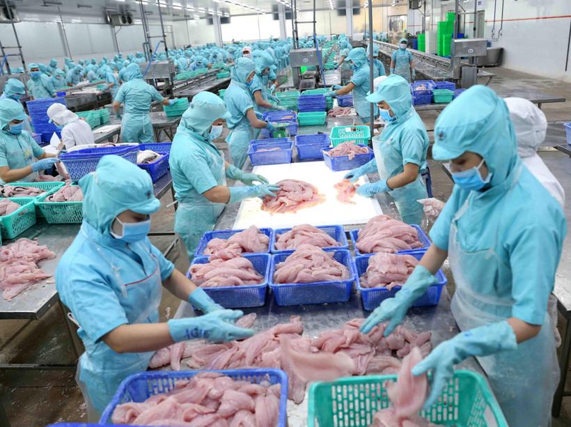 Chế biến cá tra xuất khẩu tại nhà máy của Tập đoàn Sao Mai, An Giang. (Ảnh: Vũ Sinh/TTXVN)