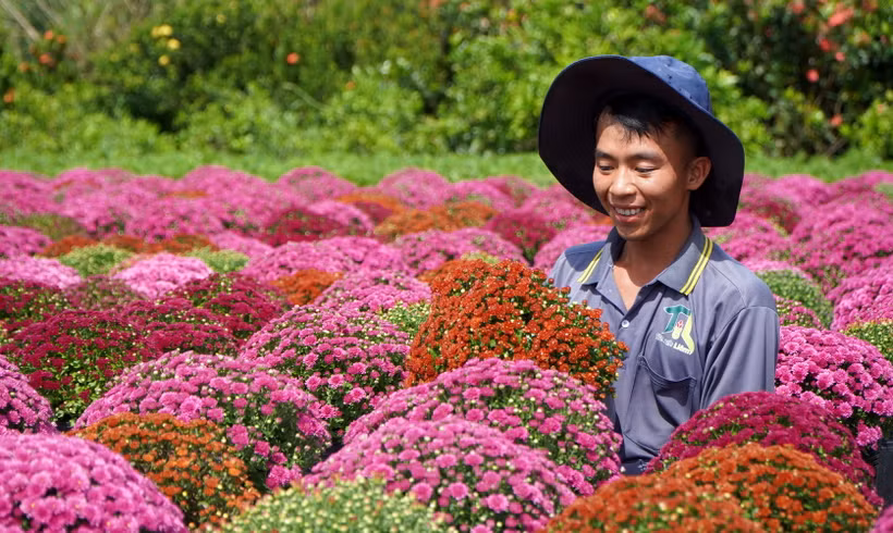 Nông dân Làng hoa Sa Đéc, Đồng Tháp, trồng nhiều loại cúc mâm xôi với đủ màu sắc. (Ảnh: Nhựt An/TTXVN)