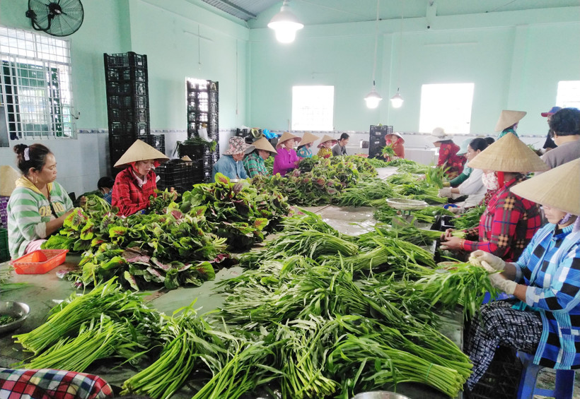 Sơ chế rau trước khi đóng gói tại một hợp tác xã. (Ảnh: Minh Hưng/TTXVN)