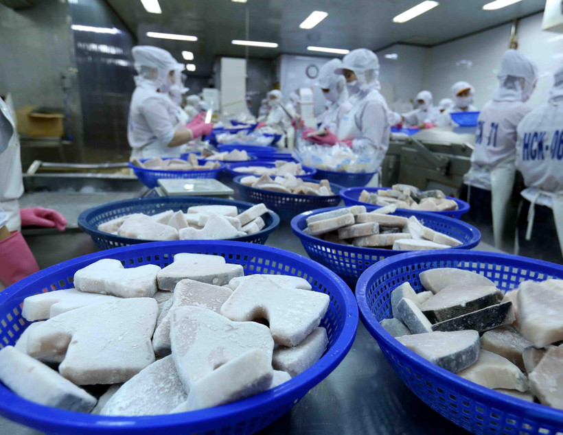 Dây chuyền chế biến cá ngừ đại dương đông lạnh xuất khẩu tại nhà máy của Công ty Cổ phần Thủy sản Bình Định. (Ảnh: Vũ Sinh/TTXVN)