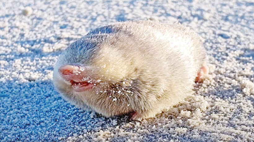 Chuột chũi vàng.. (Nguồn: Bangladessh Post)