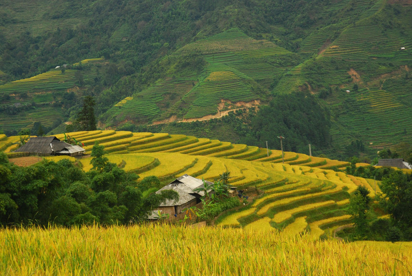 Các tỉnh Bắc Bộ sáng sớm có sương mù, ngày nắng. Trong ảnh: Ruộng bậc thang Hoàng Su Phì, Hà Giang. (Ảnh: Minh Tâm/TTXVN)