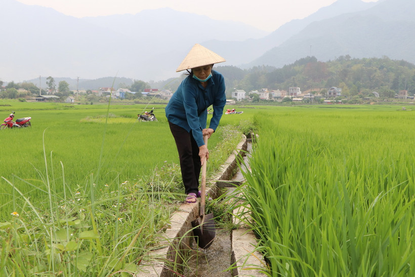 Nông dân xã Mường Than, huyện Than Uyên tận dụng mọi nguồn nước giúp lúa sinh trưởng tốt. (Ảnh: Nguyễn Oanh/TTXVN)