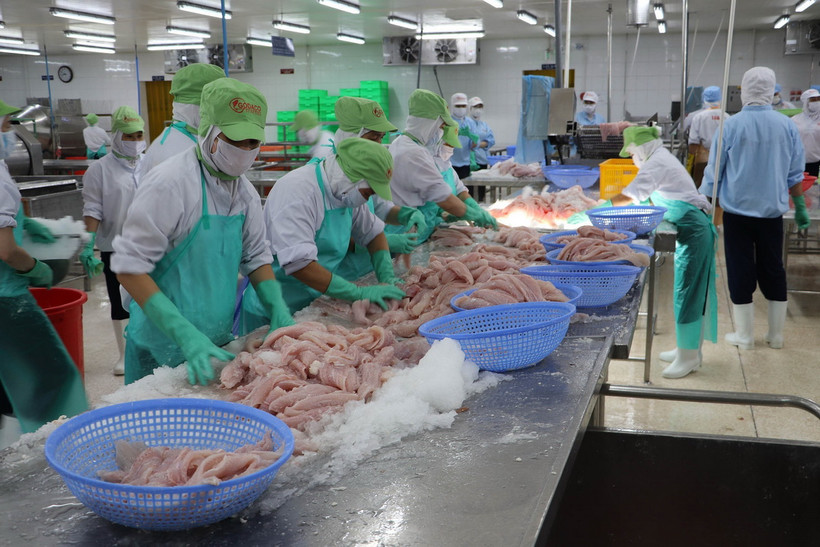 Chế biến cá tra xuất khẩu tại Công ty Cổ phần Gò Đàng, Kiên Giang. (Ảnh: Minh Trí/TTXVN)