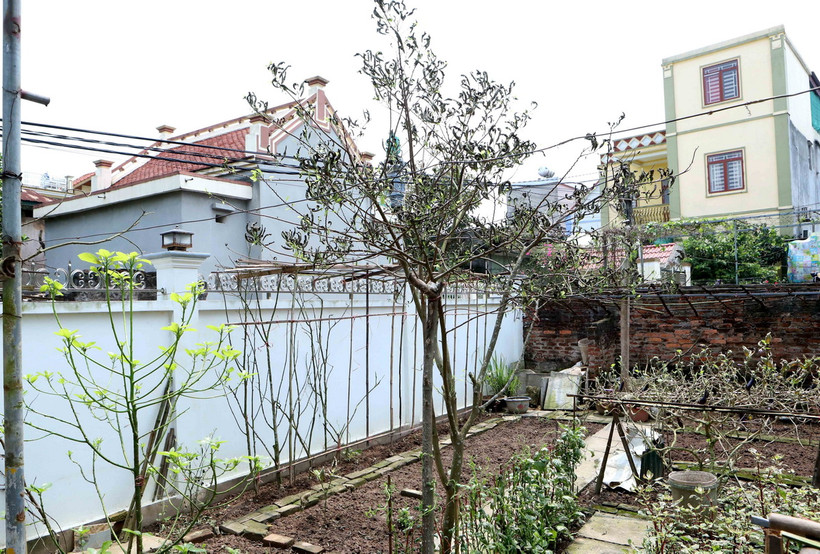 Một số cây trồng trong nhà người dân gần khu vực Công ty cổ phần thương mại Toan Vân bị cháy lá do rò rỉ khí Amoniac. (Ảnh: Thế Duyệt/TTXVN)