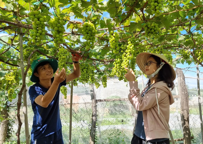 Trang trại trồng giống Nho sữa Hàn Quốc của anh Tống Minh Hoàng (xã Phước Thuận, huyện Ninh Phước). (Ảnh: Nguyễn Thành/TTXVN)