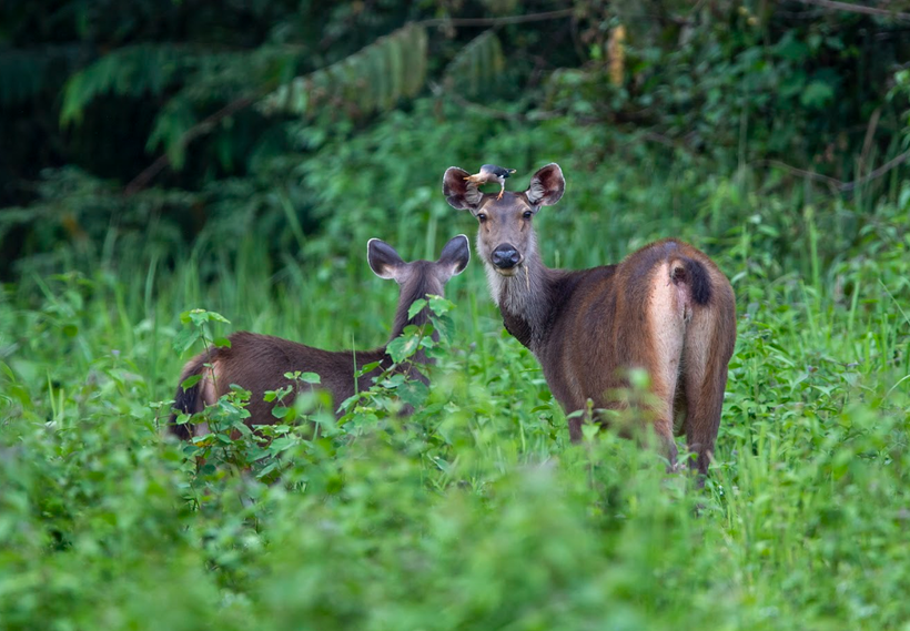 Ảnh minh họa. (Nguồn: WWF-Việt Nam cung cấp)
