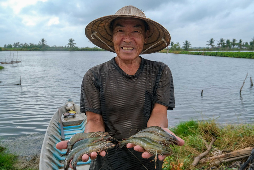 Ông Huỳnh Văn Bé, ấp Xẻo Dinh, xã Tây Yên, huyện An Biên khoe mớ tôm sú mới thả nuôi được 2,5 tháng đã đạt trọng lượng hơn 20 con/kg. Từ khi cống Thứ Nhất ở xã Tây Yên vận hành cách đây 2 năm đã giúp ngăn mặn vào mùa khô, bảo vệ sản xuất của người dân. (Ảnh: Thanh Liêm/ TTXVN)