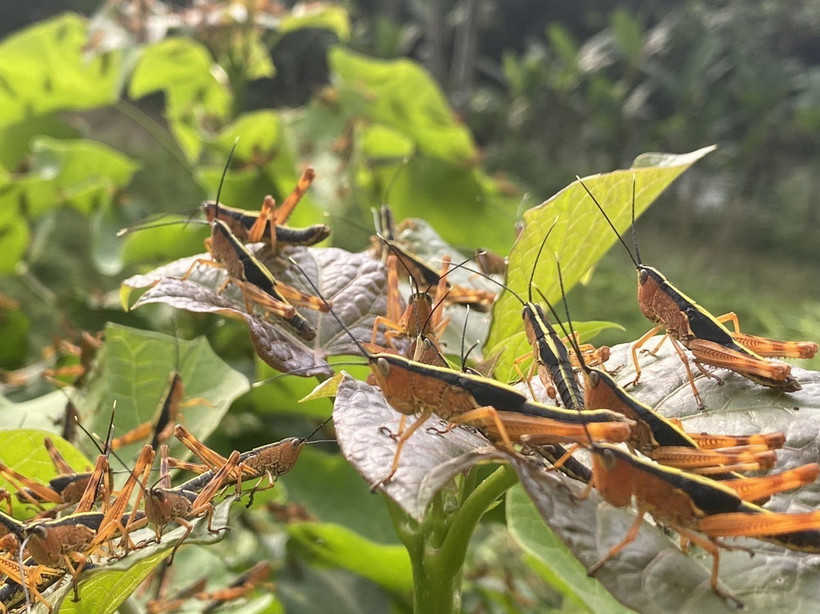 Châu chấu bám dày đặc trên cây trồng. (Ảnh: TTXVN phát)