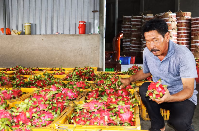 Trái thanh long Chợ Gạo của tỉnh Tiền Giang đã được Cục Sở hữu Trí tuệ cấp bảo hộ nhãn hiệu tập thể. (Ảnh: Hữu Chí/TTXVN) 